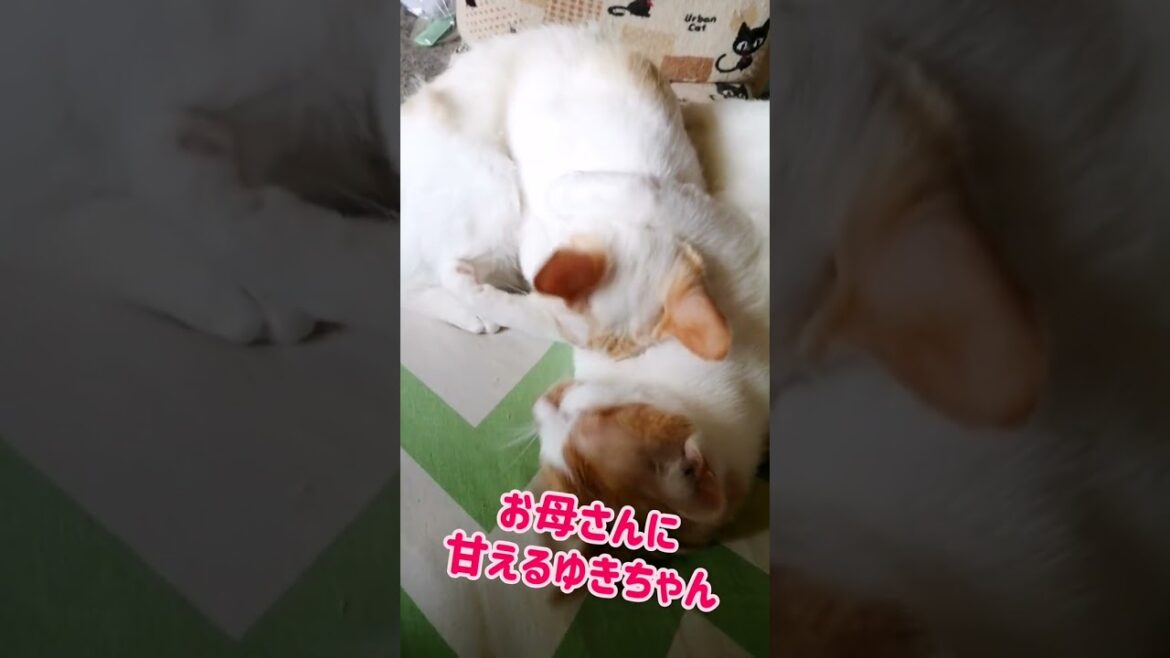 【ねこ動画】子猫ゆきちゃんのボブテイルどあっぷ☆ #shorts #猫 #ボブテイル