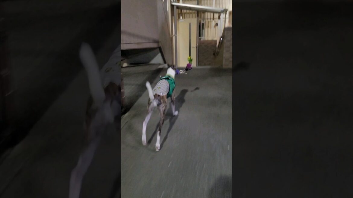 おりこうお手伝いイッヌ。ウィペットのカイトちゃん。 Whippet Dog KAITO Help Good Job FUKUOKA JAPAN