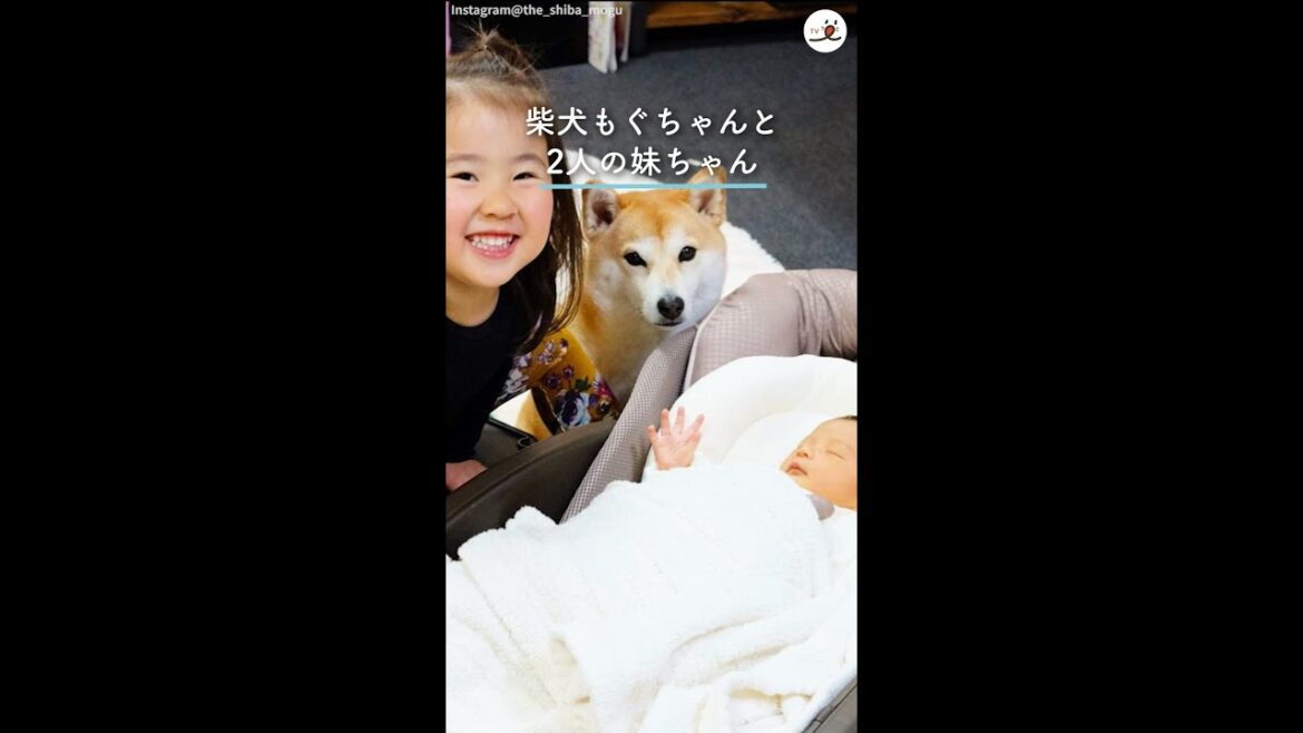 赤ちゃんが産まれたら、柴犬さんが最高に優しい「お姉さん」になった！ #Shorts