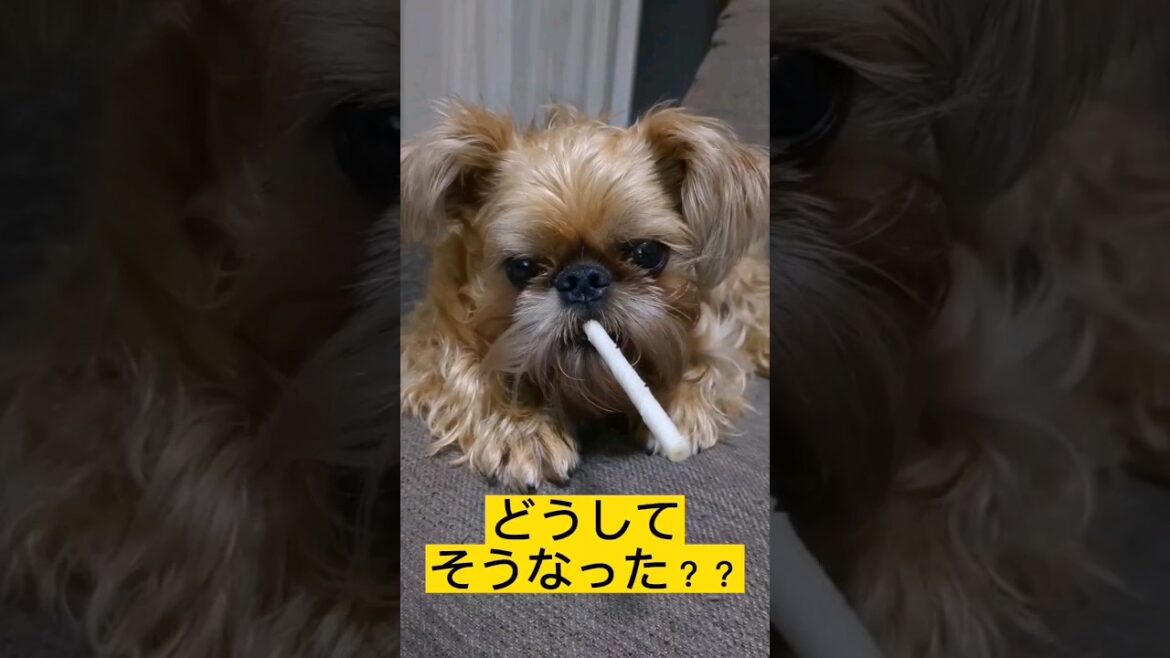 【ぶさかわ犬】どうしてそうなった...？？ ヘンテコな動きをする犬  #shorts