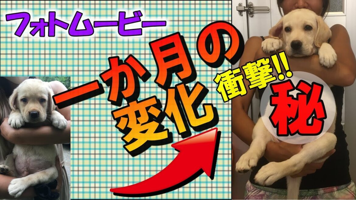フォトムービーで振り返る！一か月の成長記録♬　～ラブラドールレトリーバー～