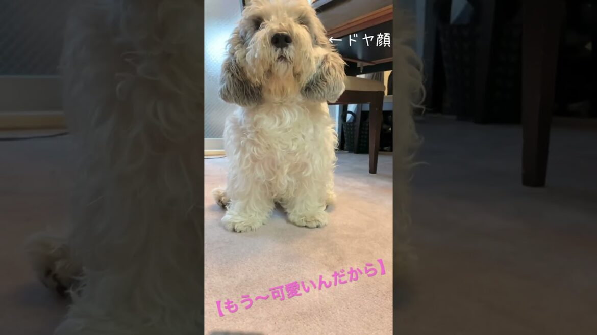 【癒し犬】「ちょうだいちょうだい」が激しい愛犬ぽち