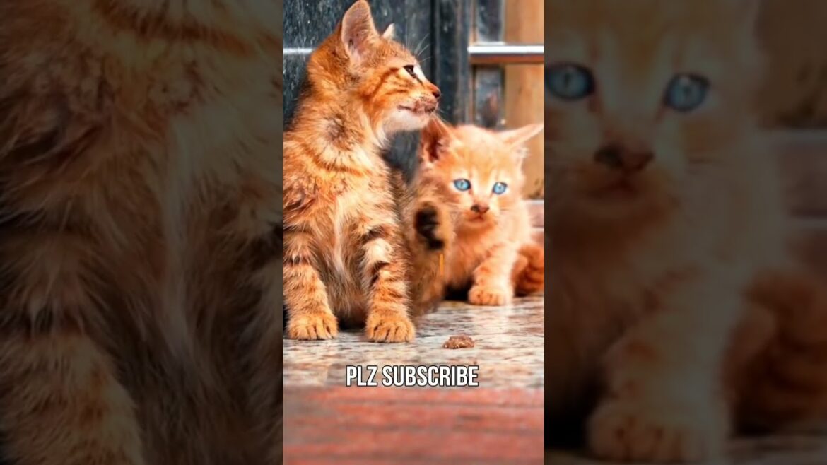 cute cats #shorts #cat #funny #trending cute cats #shorts #cat #funny #trending