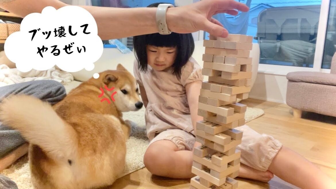 ジェンガやってると間に入って怒ってくる柴犬