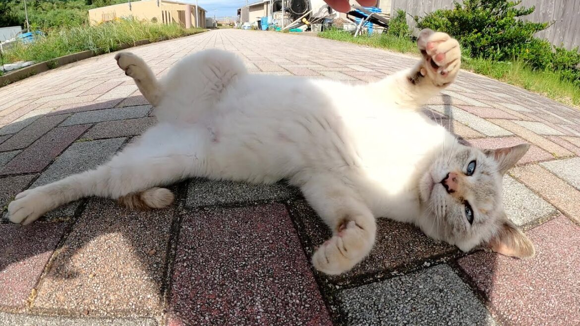 可愛いシャム猫をモフっていたら、発情した猫が乱入してパニックになった