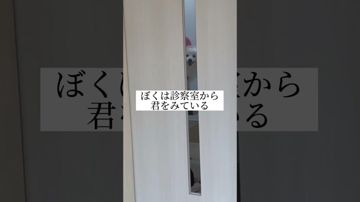 ニヤニヤ見てくる白いあいつ　#shorts #日本スピッツ　#japanesespitz