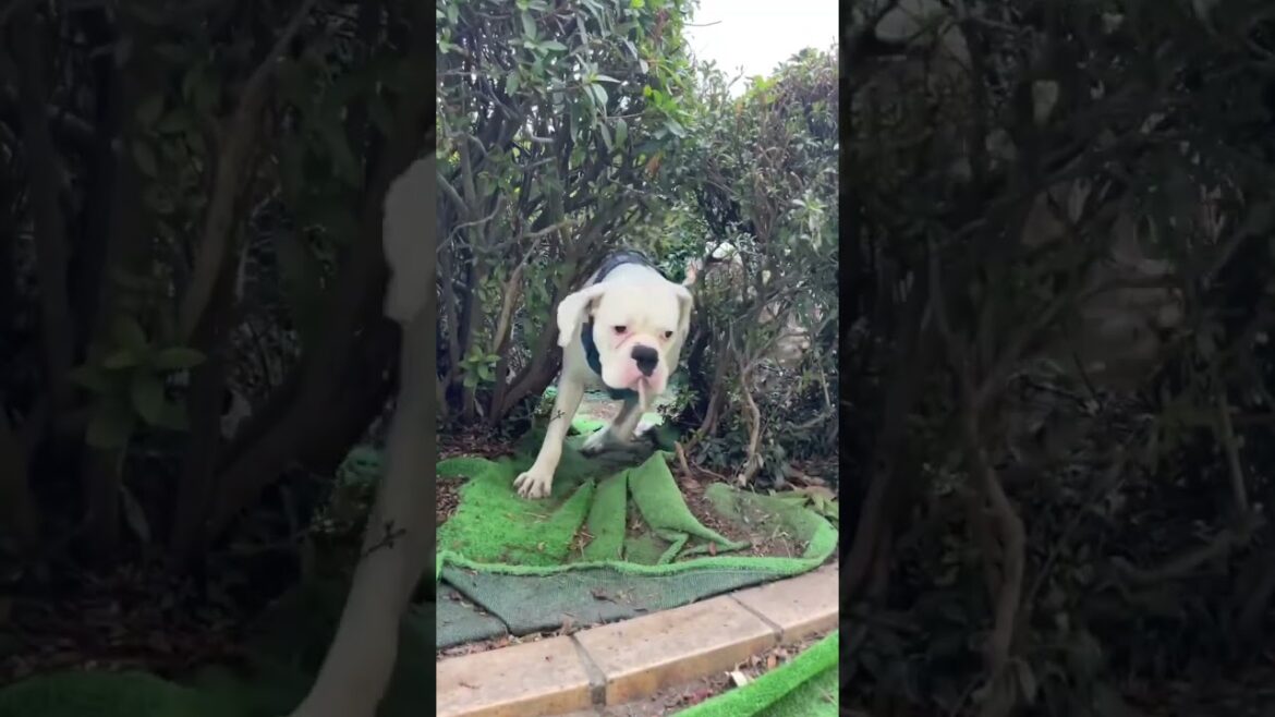 さあ！遊ぶか♪ pleasantゴールデンレトリバー　ボクサー犬