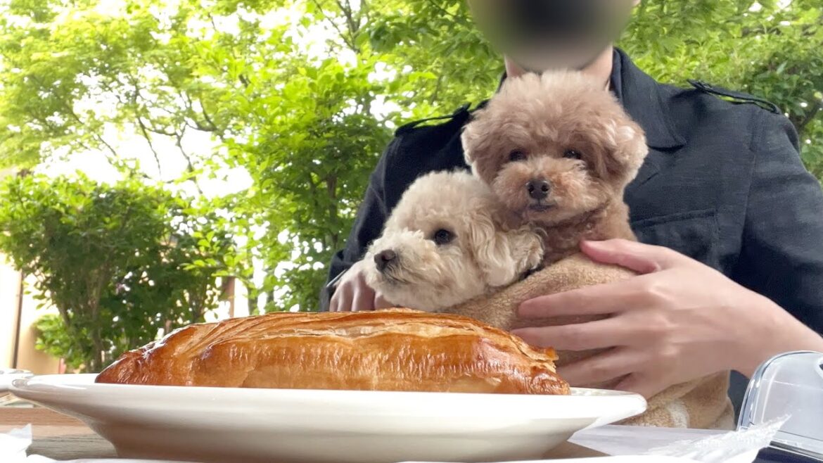 愛犬達と八ヶ岳で天気が許す限り観光してきました