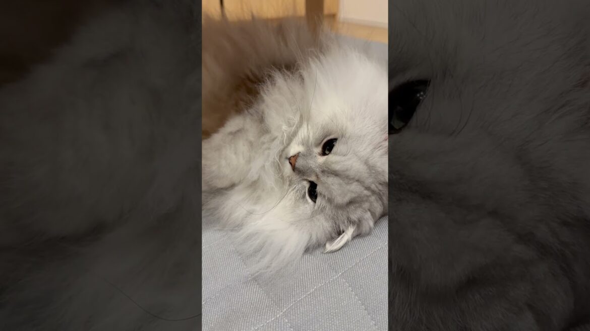 近付くとゴロンする猫の破壊力がすごい 【サイベリアン】 #Shorts