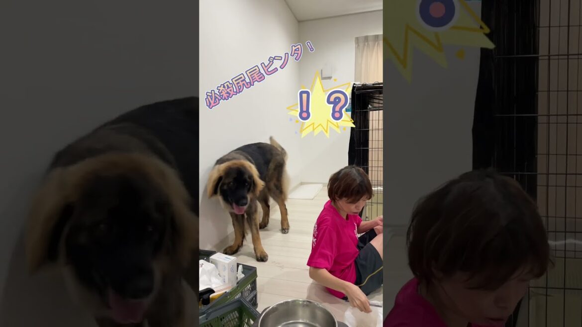 【超大型犬】　ショート　最近の日課　Leonberger　レオンベルガー　＃Shorts