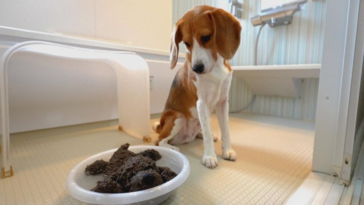 相棒を失っても大切さを微塵も感じないビーグル犬 相棒を失っても大切さを微塵も感じないビーグル犬