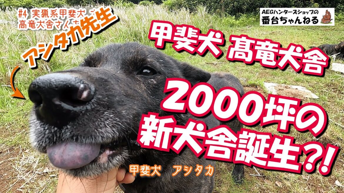 #4 実猟系甲斐犬 高竜犬舎を３年半ぶりに訪問！　２０００坪の新犬舎建設予定地で甲斐犬たちに会って来ました！