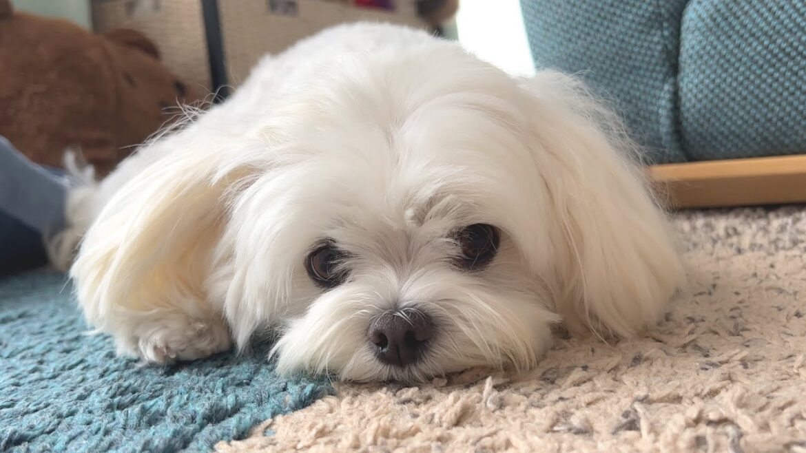 健気に待ち続ける犬が可愛すぎる件について【マルチーズ】 健気に待ち続ける犬が可愛すぎる件について【マルチーズ】