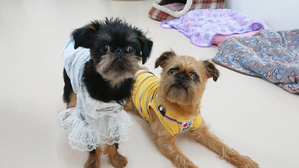 ベルジアングリフォンとブリュッセルグリフォン　🐶ひみつきちなう！②🐶  2023年5月31日