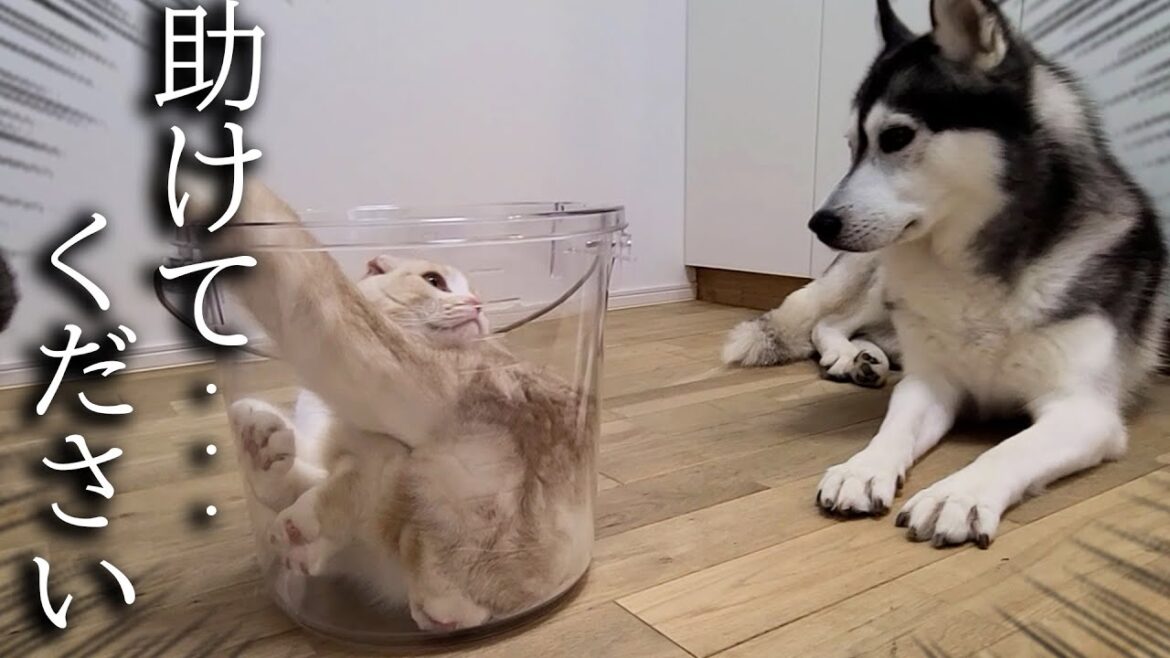 仕事から帰ると玄関で子猫と犬が寂しくてこうなってました...