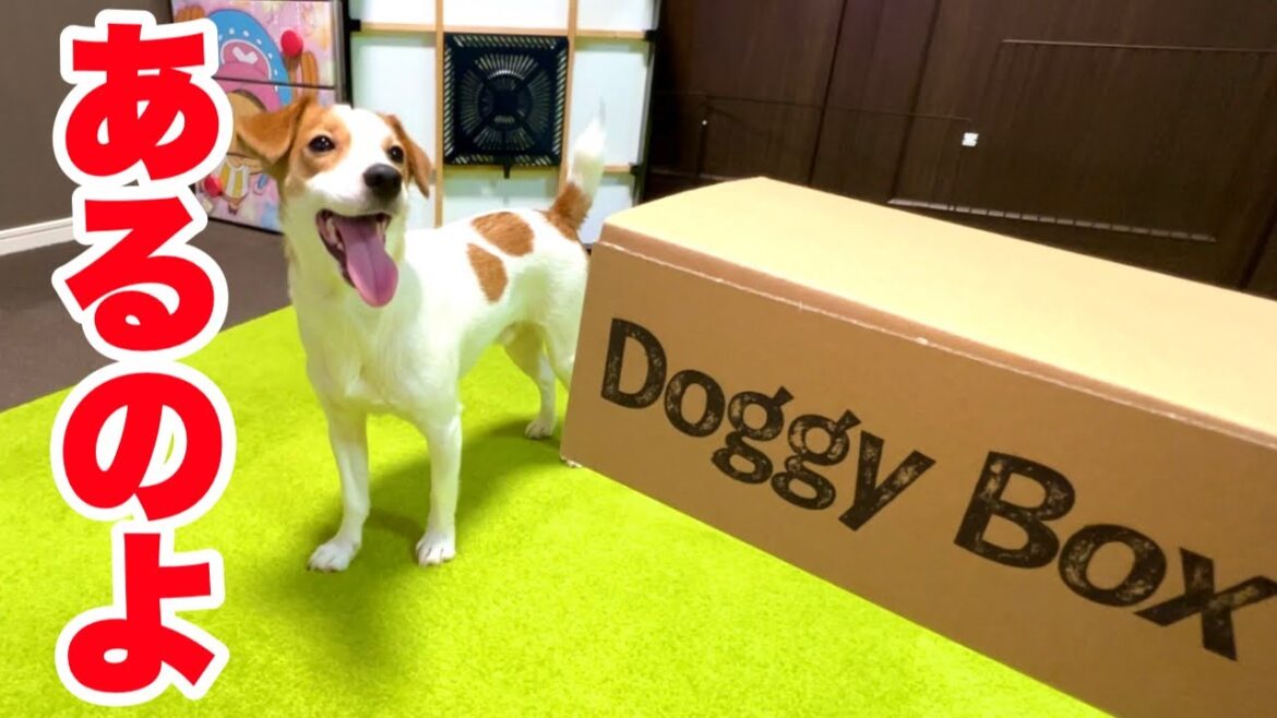 【ドギーボックス】日々の苦労を忘れるほどの嬉しさ［しゃべる犬 ジャックラッセルテリア］