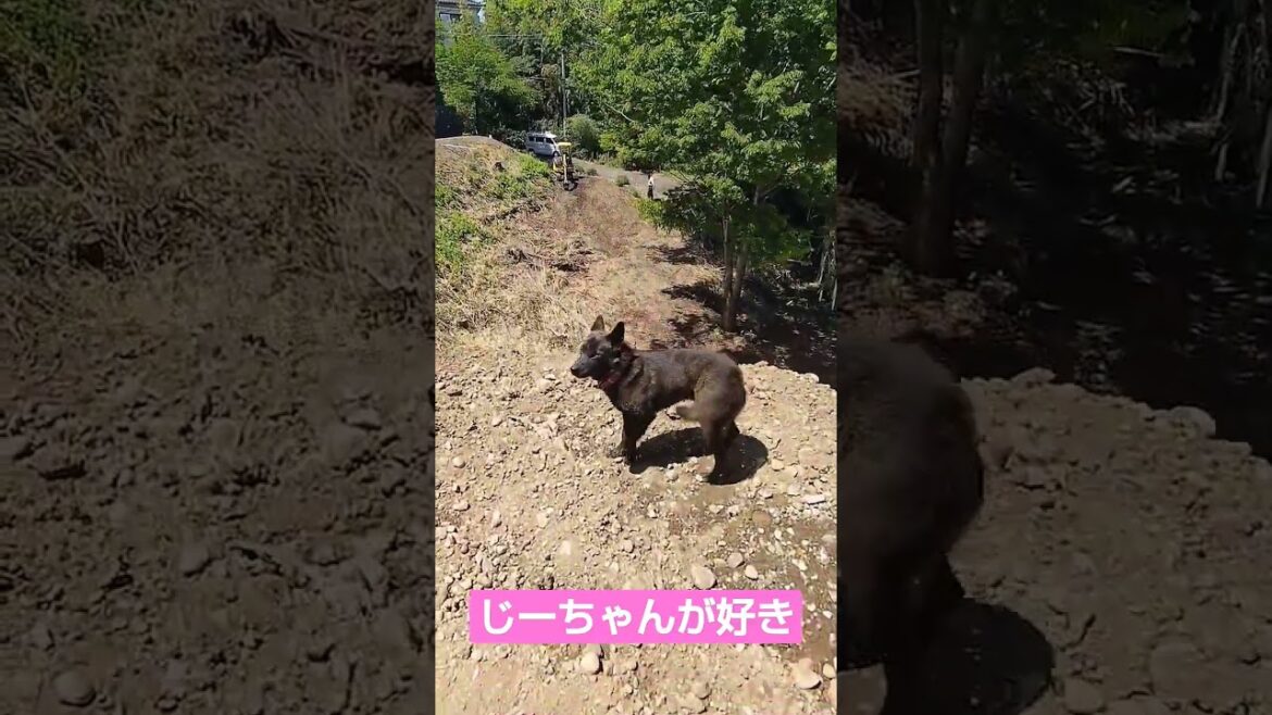 【jealousy】 #松ごり #日本犬物語 #甲斐犬 #shorts #shorts