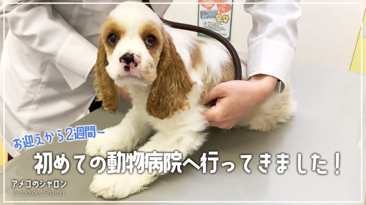 初めての動物病院に行ってきました！【アメリカンコッカースパニエル】