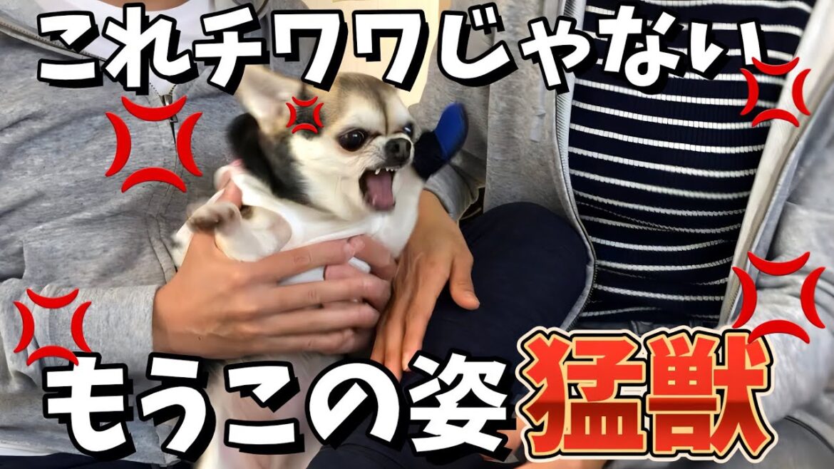 超危険チワワ‼️可愛いだけじゃない真の姿をお見せします