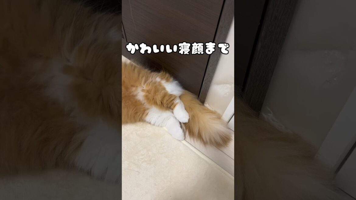 猫のかわいい寝顔🐈🐾 #shorts #猫 #マンチカン #短足マンチカン #cat #munchkin