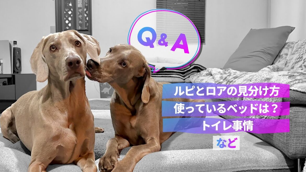 2匹に寄せられた質問に答えてみた！