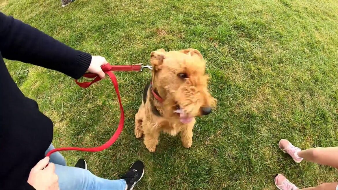 ワンちゃん集合！エアデールテリアとスタンダードプードルとお散歩イベントに参加