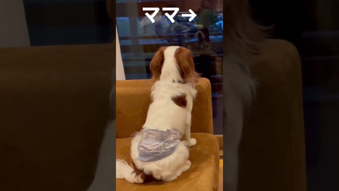 【キャバリア】最後の反応が可愛すぎる…窓に映った飼い主を見つめる愛犬 #shorts