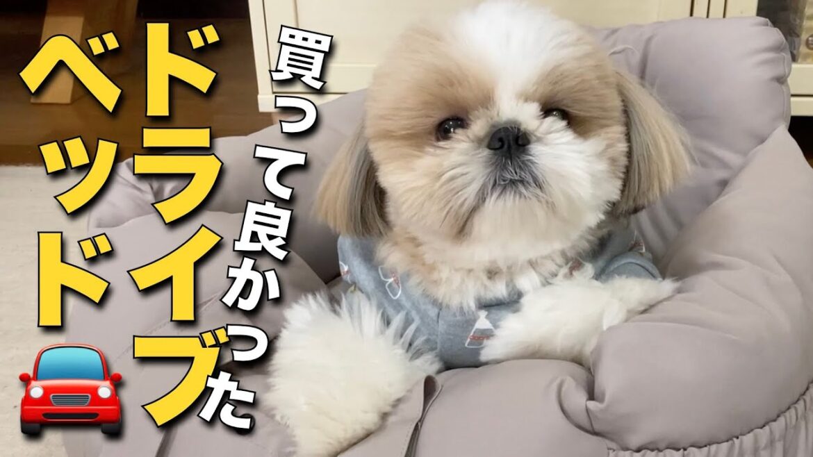 【シーズー】買って良かった！ドライブベッド！おまんじゅうみたいな可愛すぎるシーズー犬。【080】