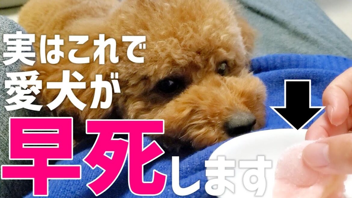 【飼い主必見】犬が長生きするために避けるべき習慣