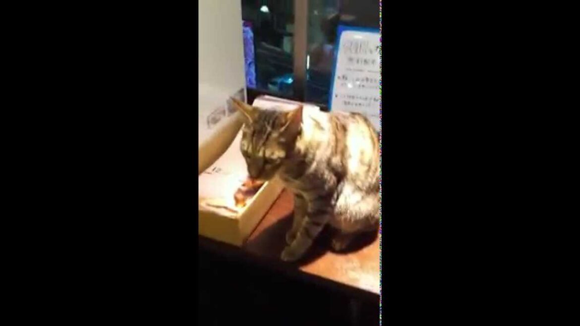 人見知りな猫 A shyness cat 人見知りな猫 A shyness cat