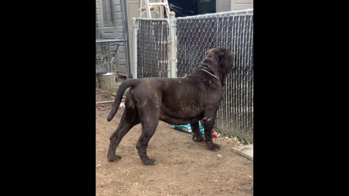 Envy Neapolitan Mastiff