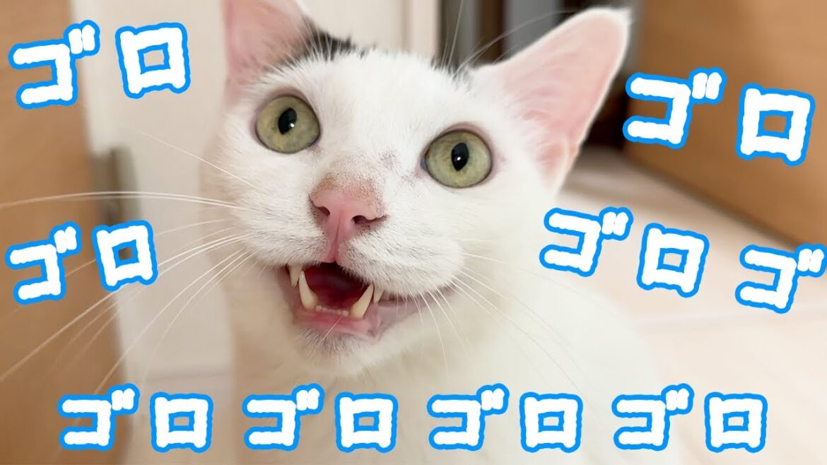 最大のエンジン音を出すチロさん!! 最大のエンジン音を出すチロさん!!
