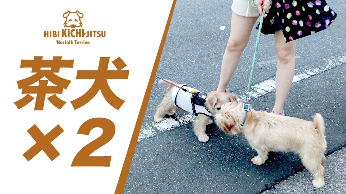 奇跡の遭遇 ! ノーフォークテリアに散歩で出会えた ! 【ノーフォークテリア  puppy 犬 dog  】 奇跡の遭遇 ! ノーフォークテリアに散歩で出会えた ! 【ノーフォークテリア  puppy 犬 dog  】