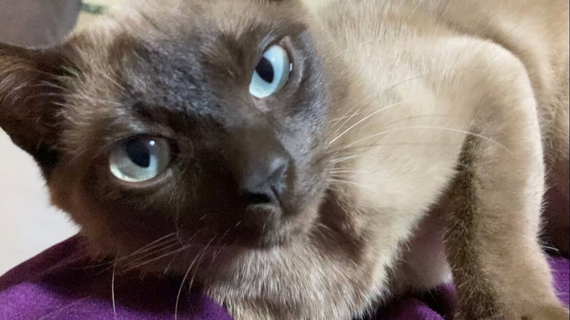 トンキニーズ 【2023/05/25】