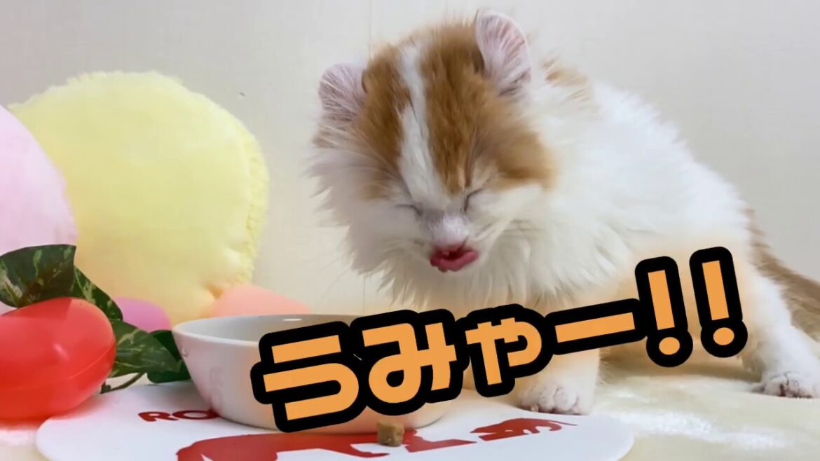 【アメリカンカール】もぐもぐタイム！たくさん食べて大きくなーれ！