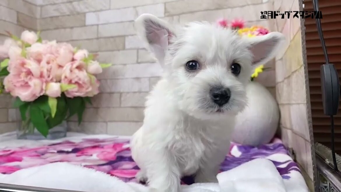 ウエスト・ハイランド・ホワイト・テリアの子犬 2023年2月1日生まれ メス 【ウェスティーの女の子】