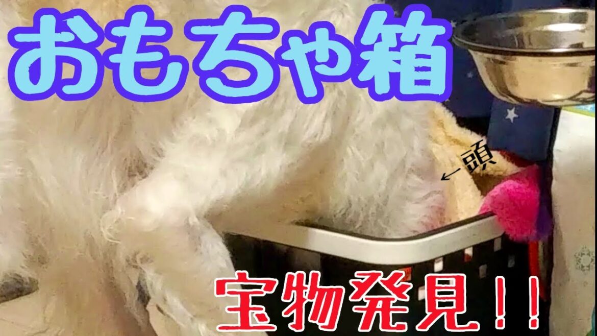 【ボルゾイ】大型犬がおもちゃ箱をあさる。阿寒湖の思い出【超大型犬】 【ボルゾイ】大型犬がおもちゃ箱をあさる。阿寒湖の思い出【超大型犬】