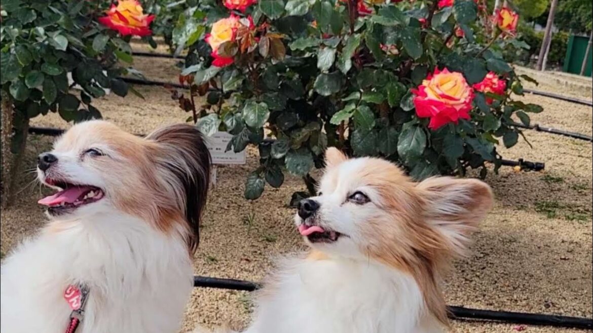 瀬戸内海を高台から眺めながらランチ🍴16才パピヨン本日も良く歩きます🎵