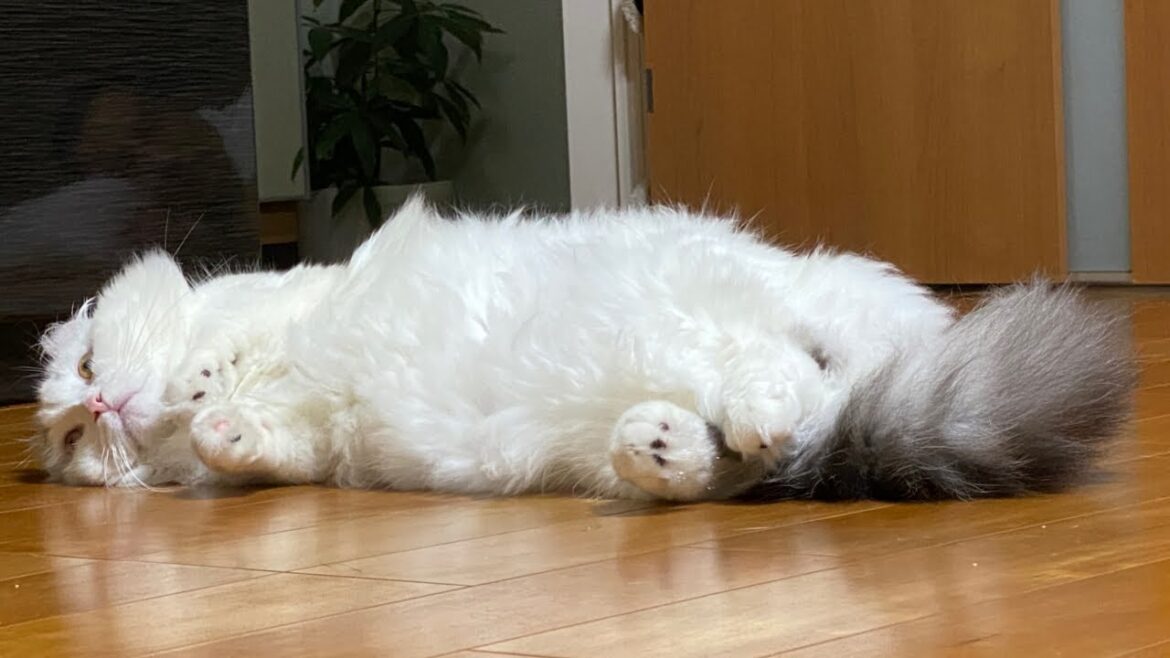 お留守番中の猫を覗いてみたら…可愛すぎた