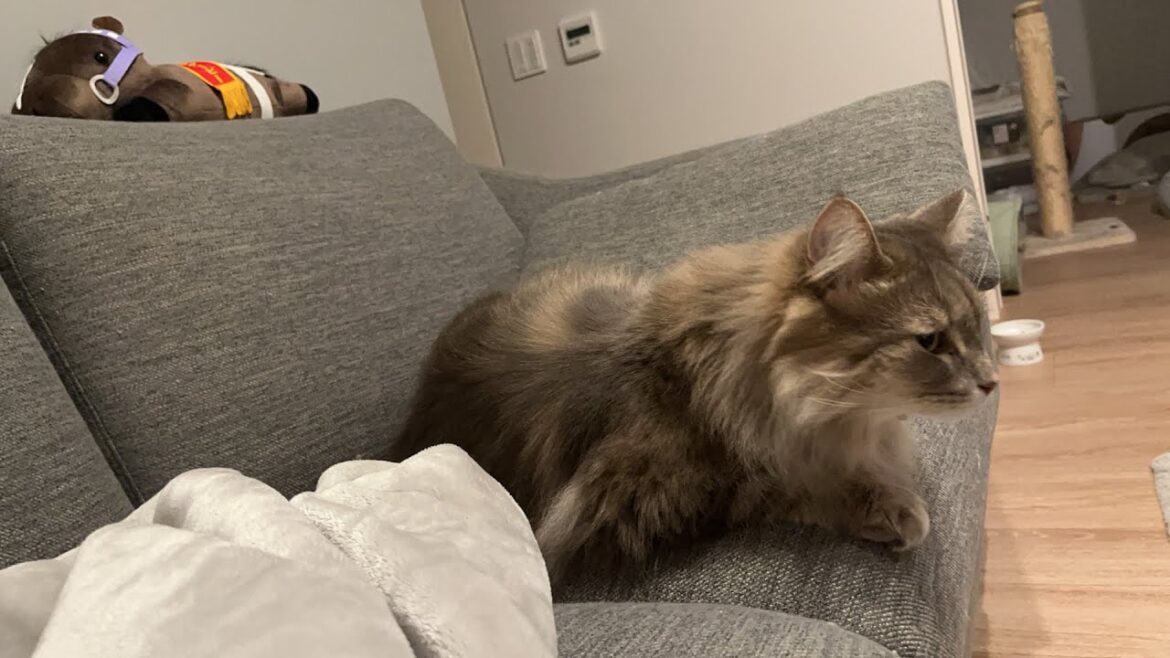 寝そべり猫配信　ノルウェージャンフォレストキャット