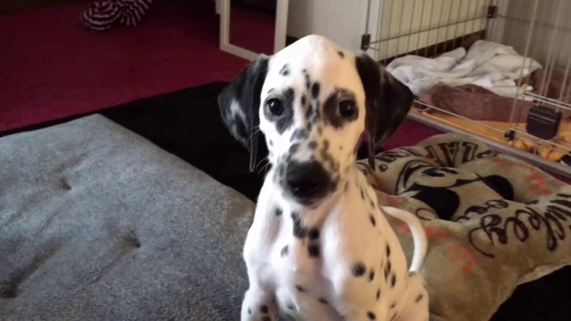 【よちよち赤ちゃん犬】ダルメシアンがペットボトルを見つけるとこうなる