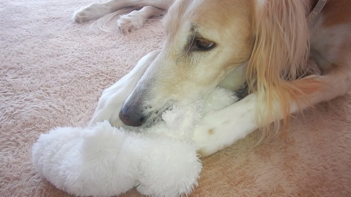 サルーキ　れぴ！退院して初めにした事は？（Saluki)