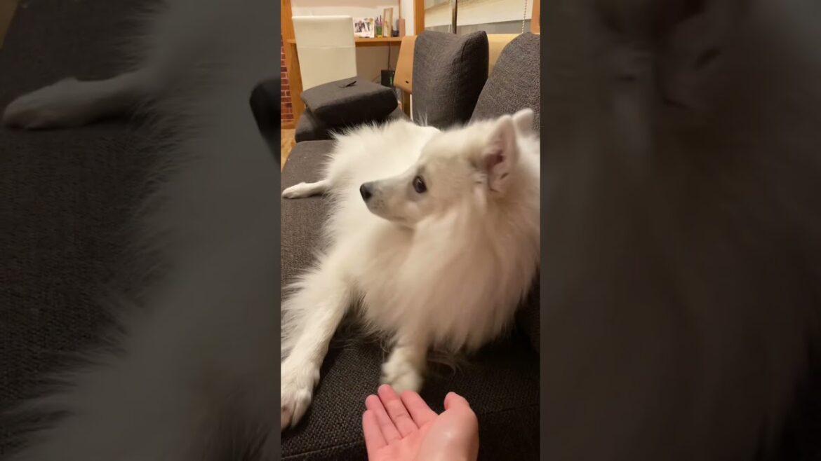 やる気のないときのお手がひどすぎる　#shorts 　#日本スピッツ #japanesespitz