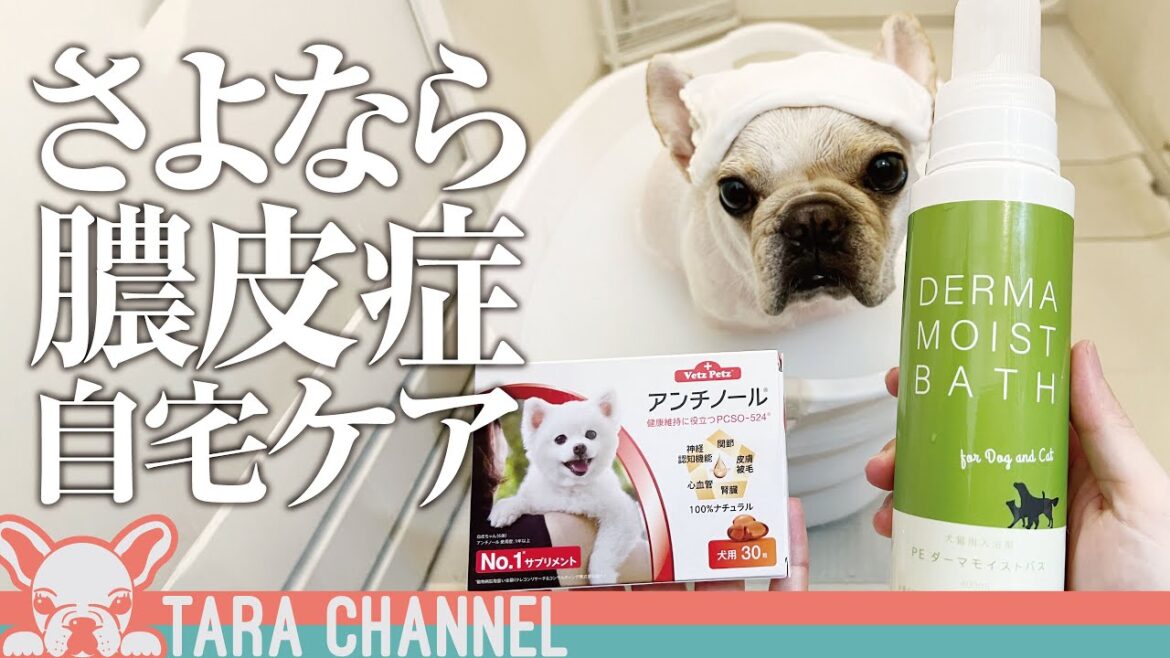 ついに解決！？膿皮症にしない自宅ケア【フレンチブルドッグ】