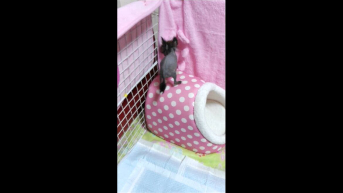チャイクレ　くるみが登る(T^T) 使用方法がちがうのよ～(･_･、)