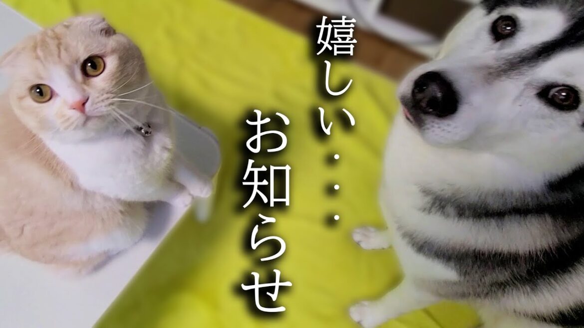 内緒にしてましたが幸運な出来事が...