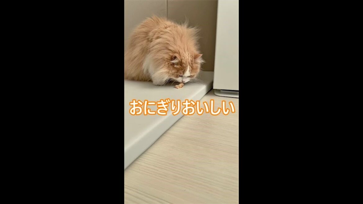 #Shorts【サイベリアン猫】赤ちゃんの落としたおにぎりを食べる猫るいくん