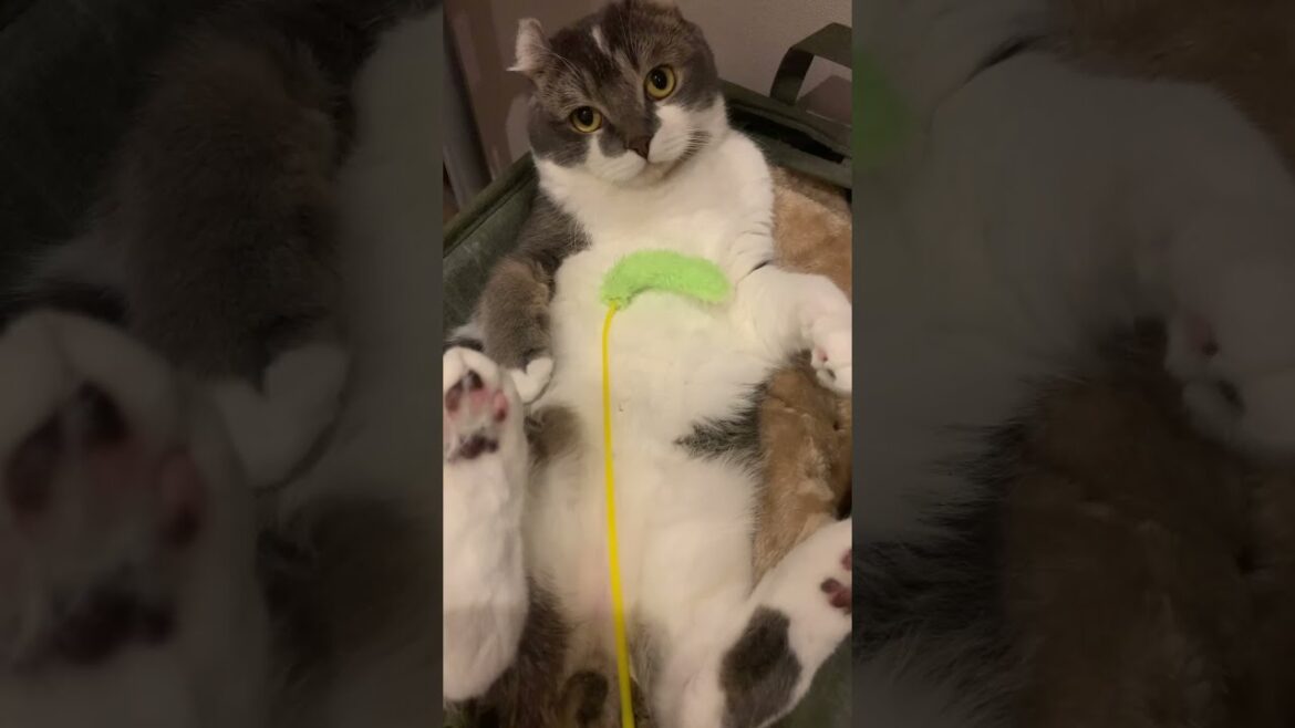 テディベアのように可愛い子猫【アメリカンカール・たぴ】