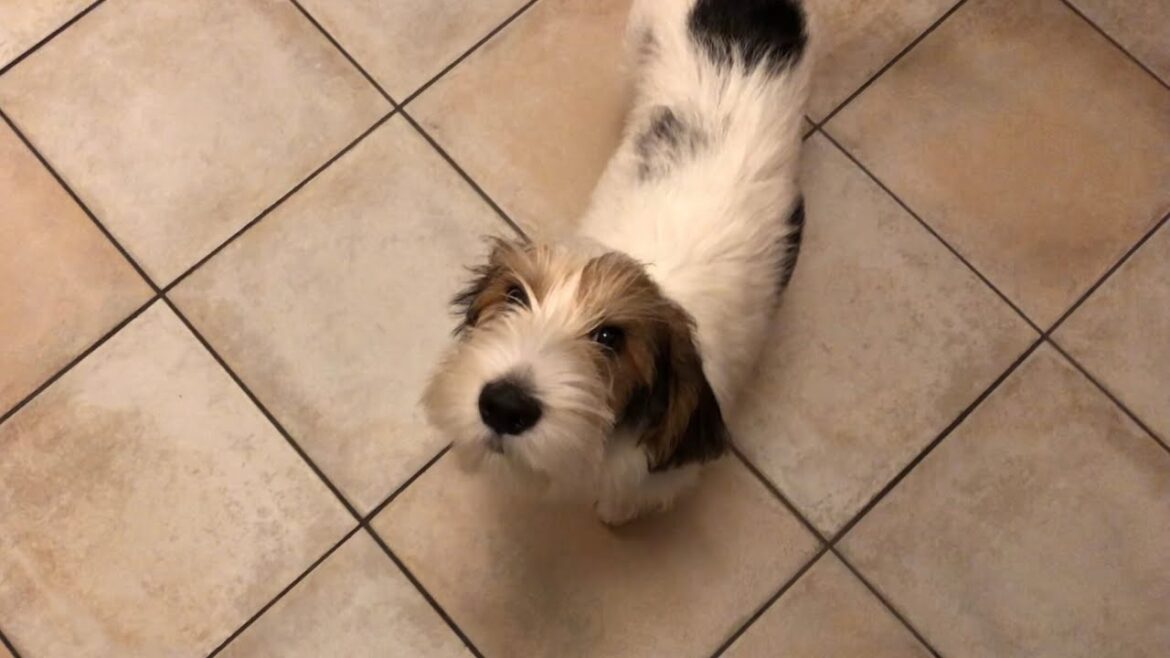 お尻に息を吹きかけられたプチバセの子犬