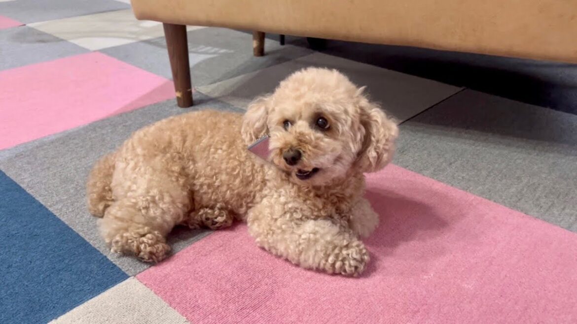 悪いことを企んでいる時は上目遣いをする犬
